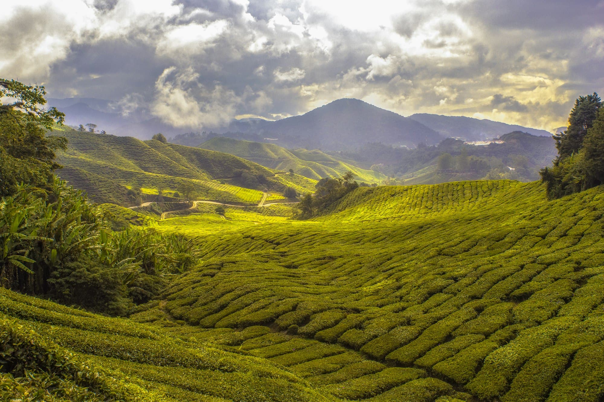 Terraced tea gardens rolling across misty hills